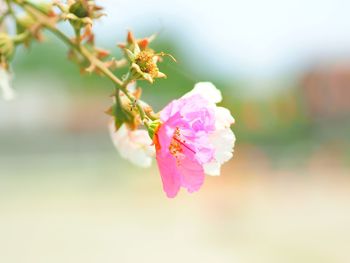 Close-up of pink flowering plant