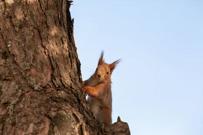 Low angle view of squirrel on tree trunk against sky