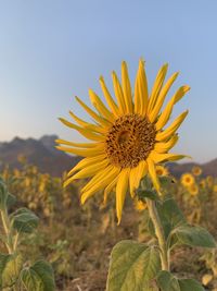 Close-up of sunflower on field against sky