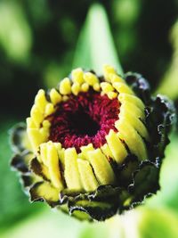 Macro shot of yellow flower head