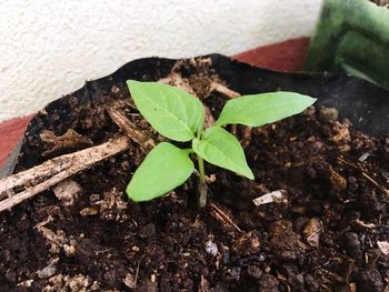 High angle view of plant