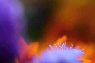 Close-up of flower against blurred background