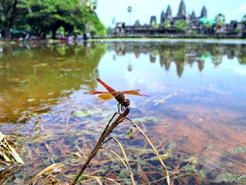 Close-up of plant in lake