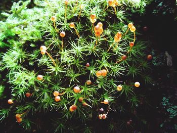 Plant growing on a tree