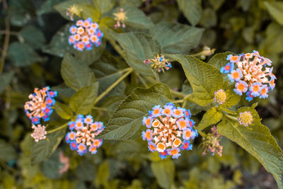 Close-up of flowering plants