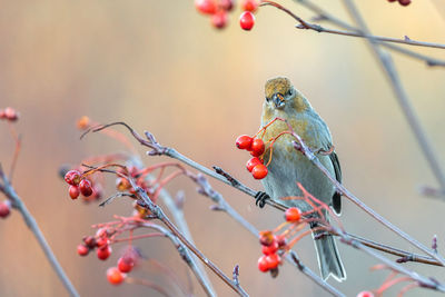 Close-up of bird perching on tree