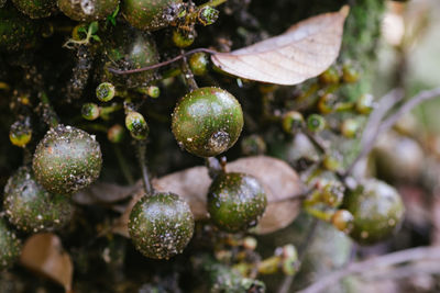 Close-up of berries growing on tree