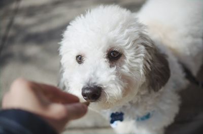 Portrait of white dog holding camera