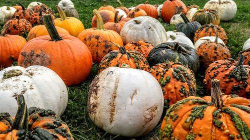 Close-up of pumpkins on field at market during autumn