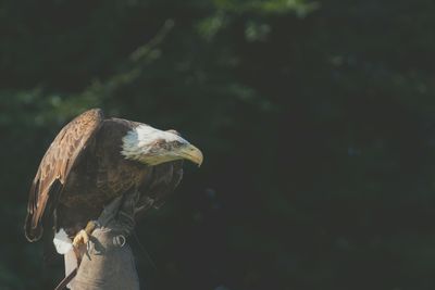 Close-up side view of an eagle against blurred background