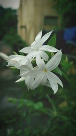 Close-up of white flowers