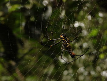 Spider on web