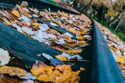 Close-up of autumn leaves