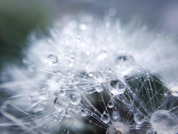 Close-up of raindrops on dandelion