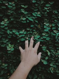 Human hand touching leaf