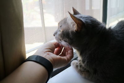 Use your hand to scratch the cat's chin to make him friendly.