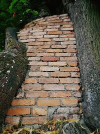 Brick wall by tree trunk