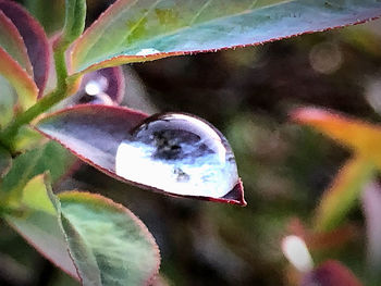 Close-up of multi colored flower on plant