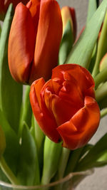 Close-up of red tulip