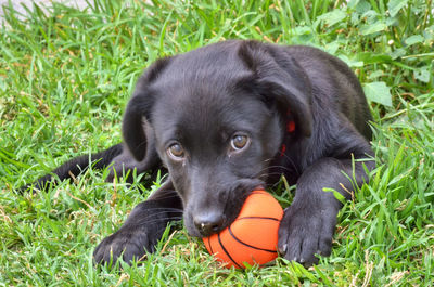 Portrait of black dog relaxing on grass