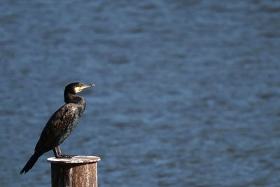 Bird perching on wooden post