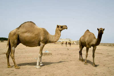 Camels in arabia