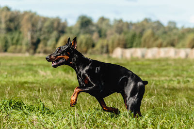 Doberman pinscher running in the green field on lure coursing competition