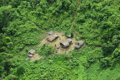 High angle view of trees and plants in forest