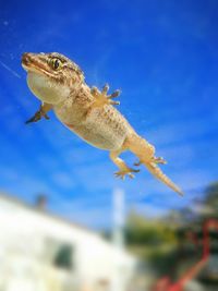 Close-up of lizard on aquarium