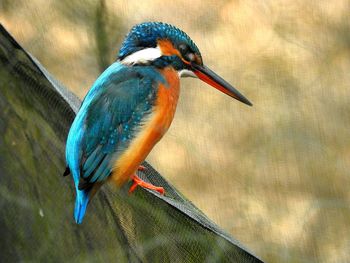 Close-up of bird perching outdoors