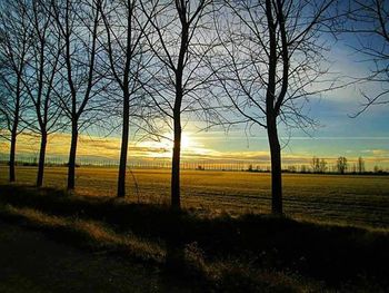 Bare trees on field at sunset