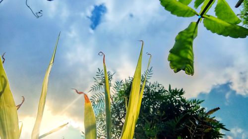 Low angle view of plants against sky