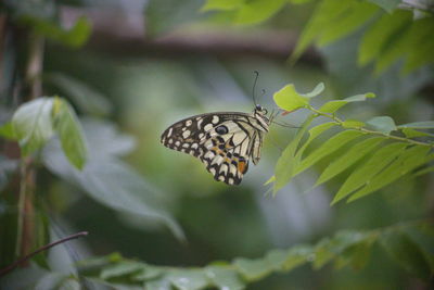 Close-up of butterfly pollinating flower