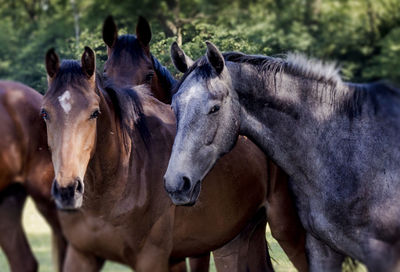 Horses in a field