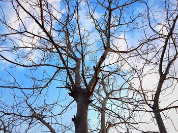 Low angle view of bare tree against sky