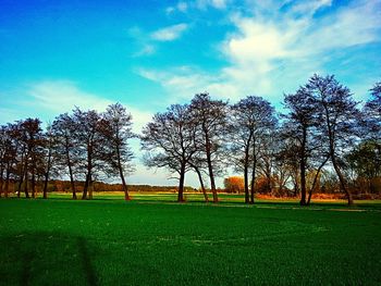 Trees on grass against sky