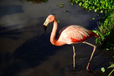Close up of animal in pond
