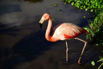 High angle view of flamingo at lakeshore