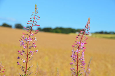 Close-up of flowers blooming in field