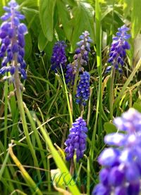 Close-up of purple flowers blooming in field