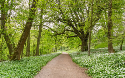 Road amidst trees in forest