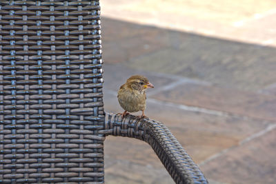 High angle view of bird perching on wall