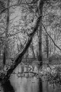 Trees by lake against sky