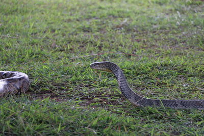 Snake on grass