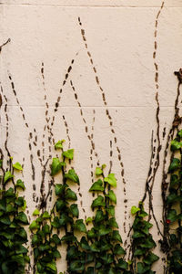 Close-up of ivy on wall