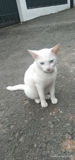 Portrait of cat sitting on floor