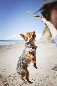 Cropped image of man playing with yorkshire terrier at beach