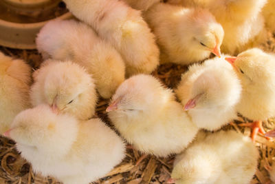 High angle view of baby chickens at farm