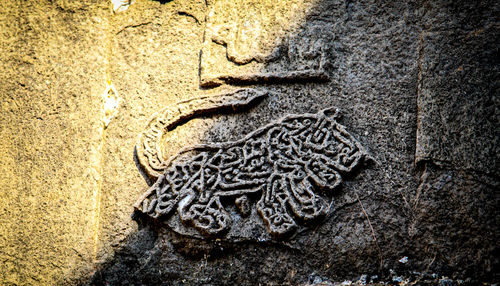 High angle view of a lizard on wall