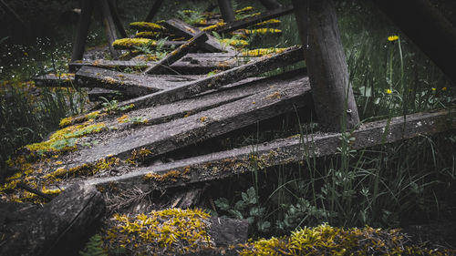 Close-up of tree trunk in forest